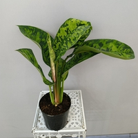 Хомаломена Камуфляж