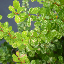 Барбарис Тунберга Kelleriis