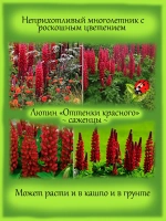Люпин Оттенки красного многолетний