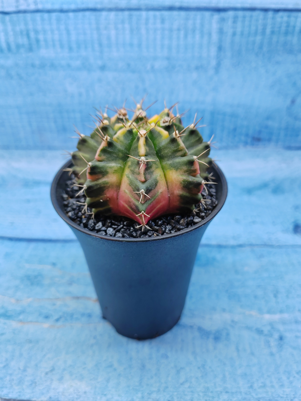 Gymnocalycium Variegata (Гимнокалициум Вариегатный)