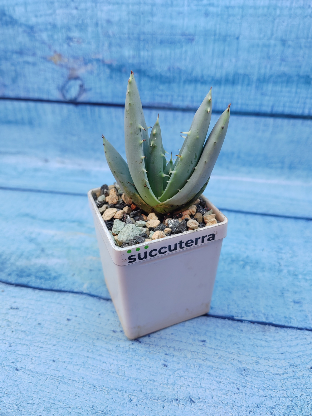 Aloe Peglerae (Алоэ)