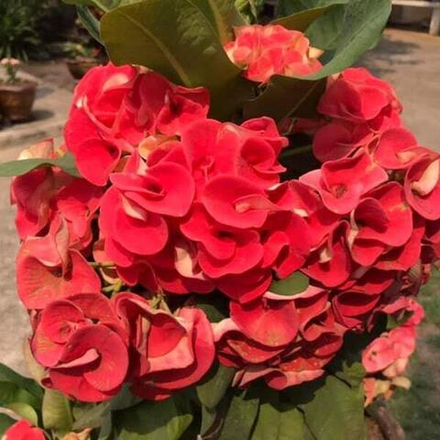 Эуфорбия Миля KANJANA RED