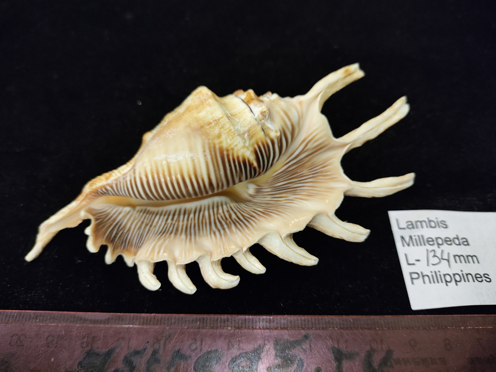 Лямбисы "130-170 мм"