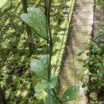 Хойя KERRII SPLASH