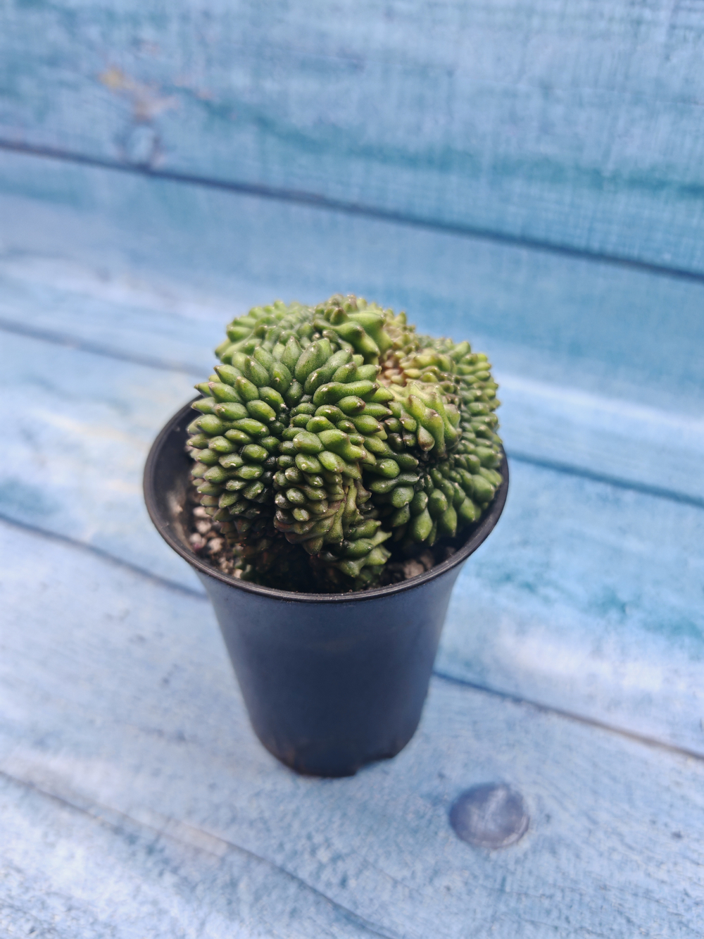Gymnocalycium Spineless Crested form (Гимнокалициум Кристатный)