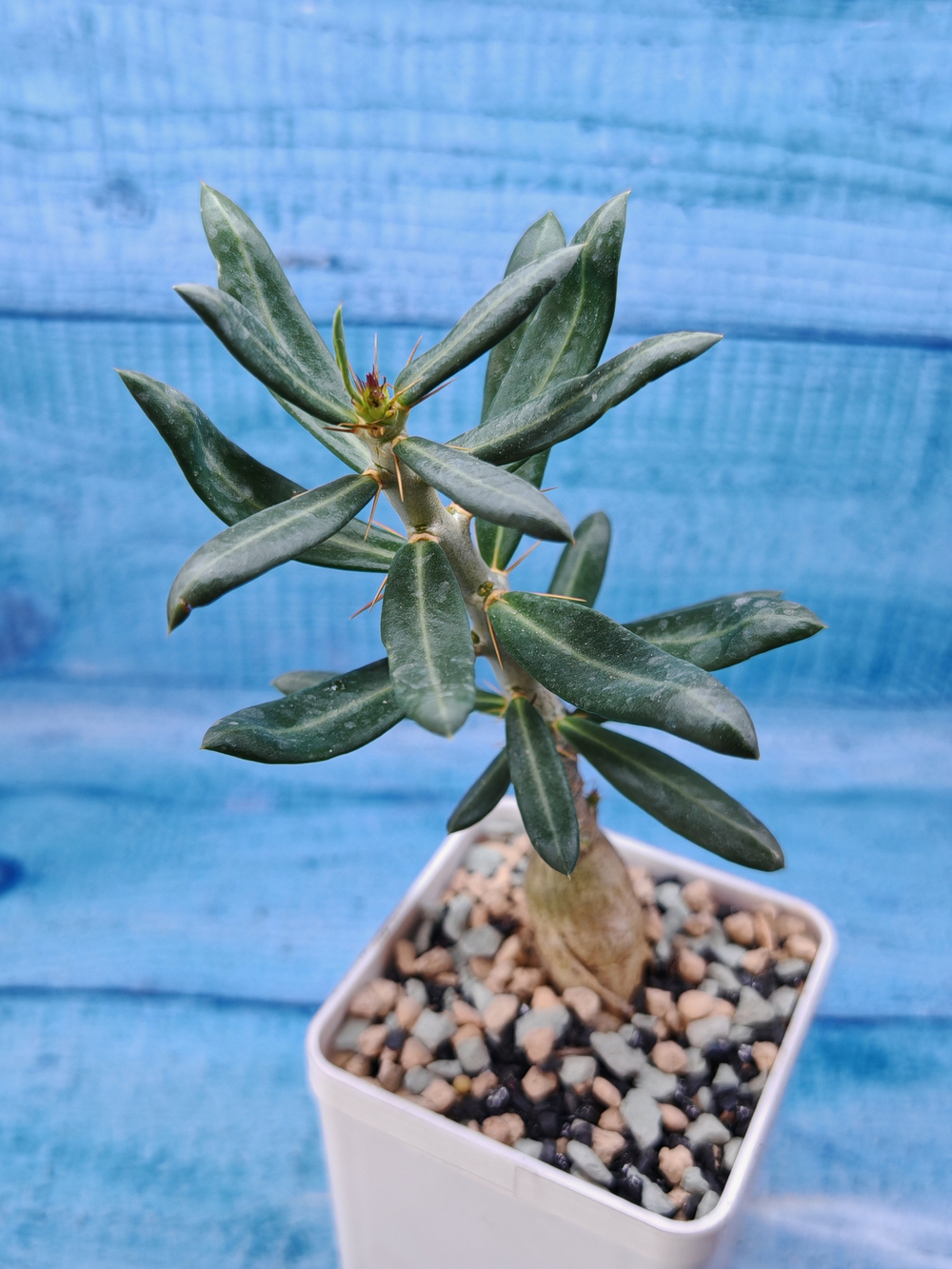 Pachypodium Succulentum (Пахиподиум)