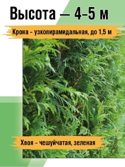 Саженец Туя западная Брабант 3 шт хвойные