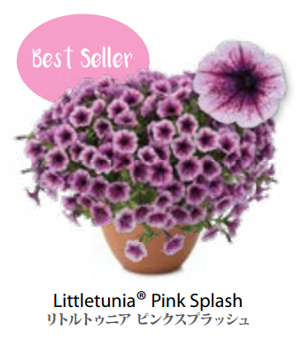 ЕВРО Петуния LITTLETUNIA Pink Splash ЕВРО укорененный черенок СЕРЕДИНА НОЯБРЯ поставка 1