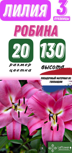 Лилия Луковица, Робина, ОТ-гибрид, разбор 20/22, 3 шт