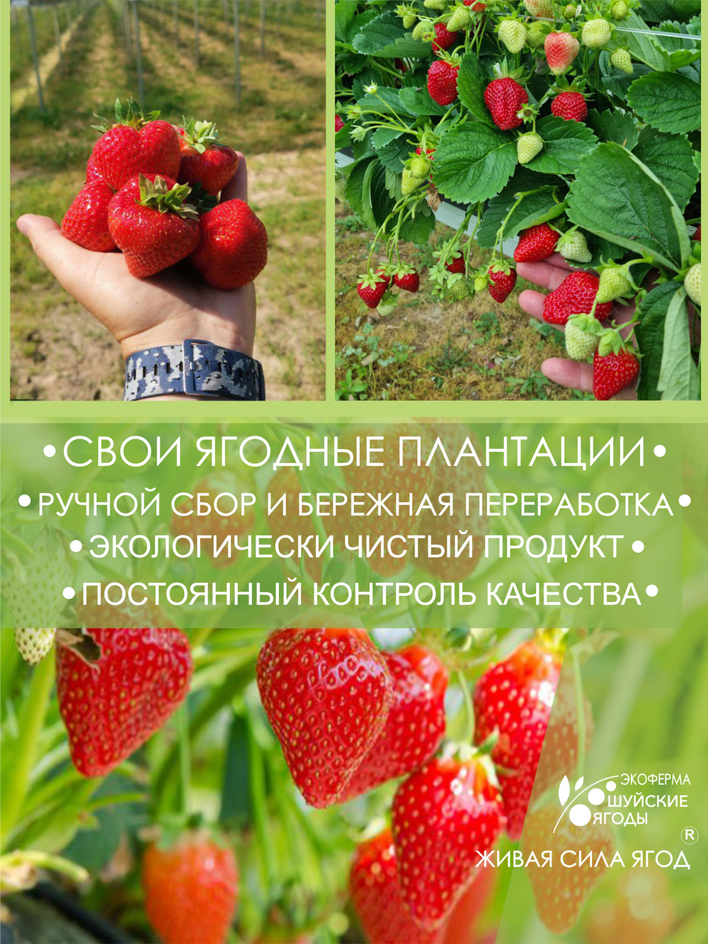 Набор 2 банки. Томленая клубника с сахаром 280 г., томленая голубика с сахаром 280 г.