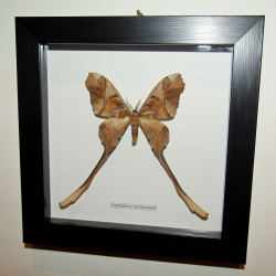 Бабочка Copiopteryx sonthonnaxi в рамке