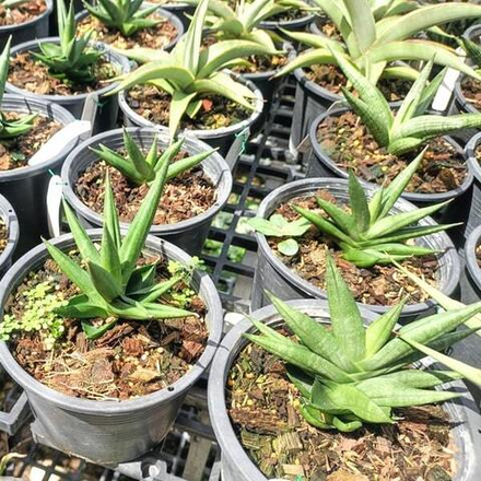 Сансевиерия GODZILLA