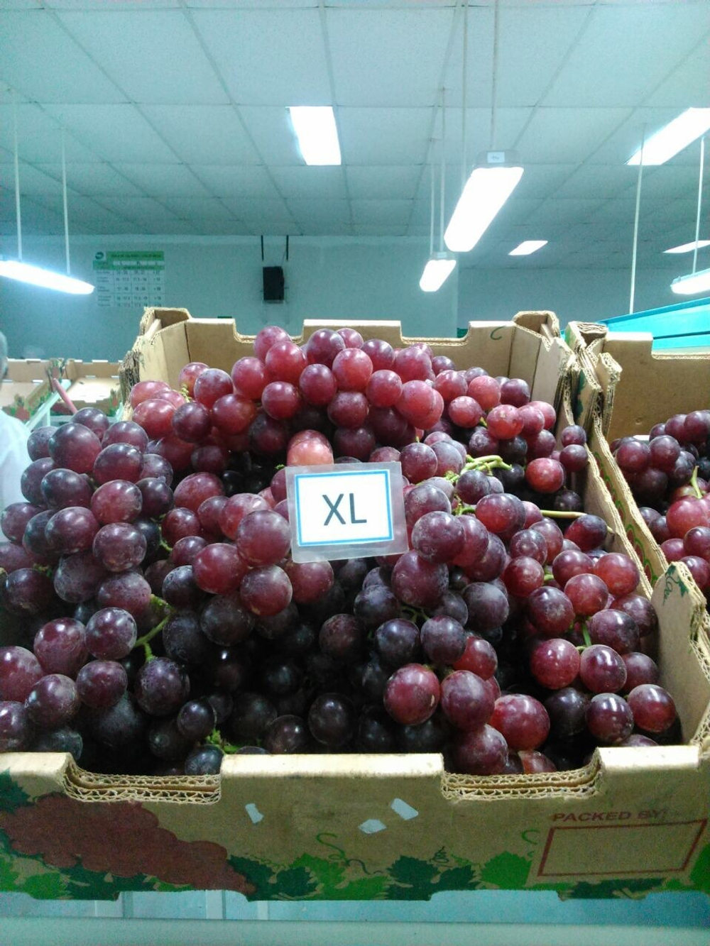 виноград RedGlobe -Перу