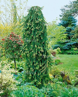 Ель обыкновенная Инверса 3года С3 штамб 100 см Закупка М62 апрель-май 2026