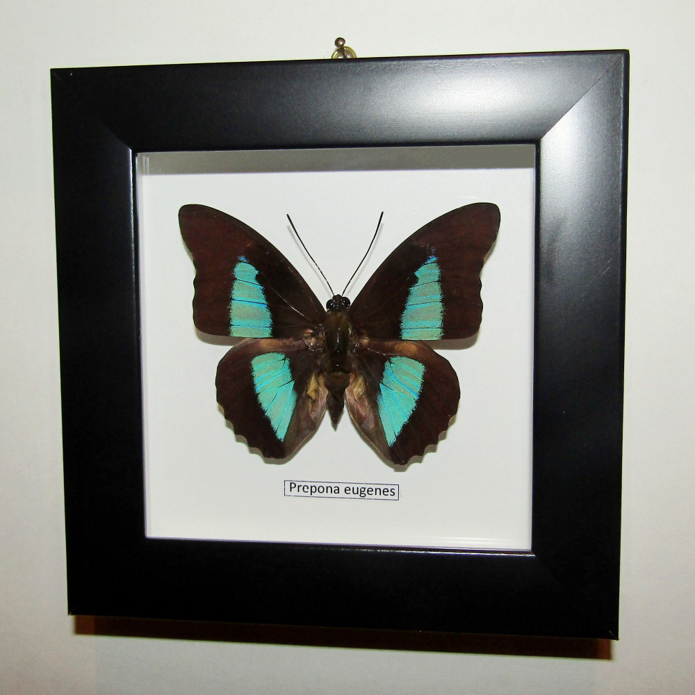 Бабочка Prepona eugenes в рамке