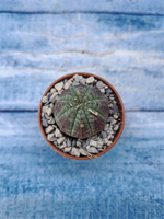 Euphorbia Obesa (Эуфорбия)