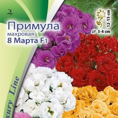 Примула махровая 8 Марта F1