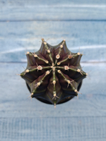 Gymnocalycium Mihanovichii black (Гимнокалициум)