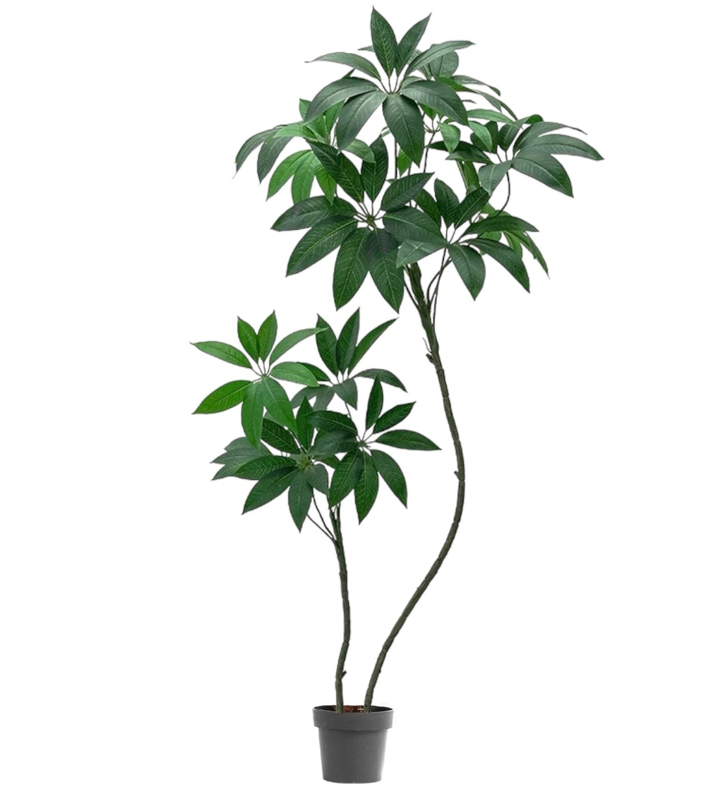 Пахира 170 см