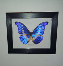 Бабочка в рамке Morpho helena