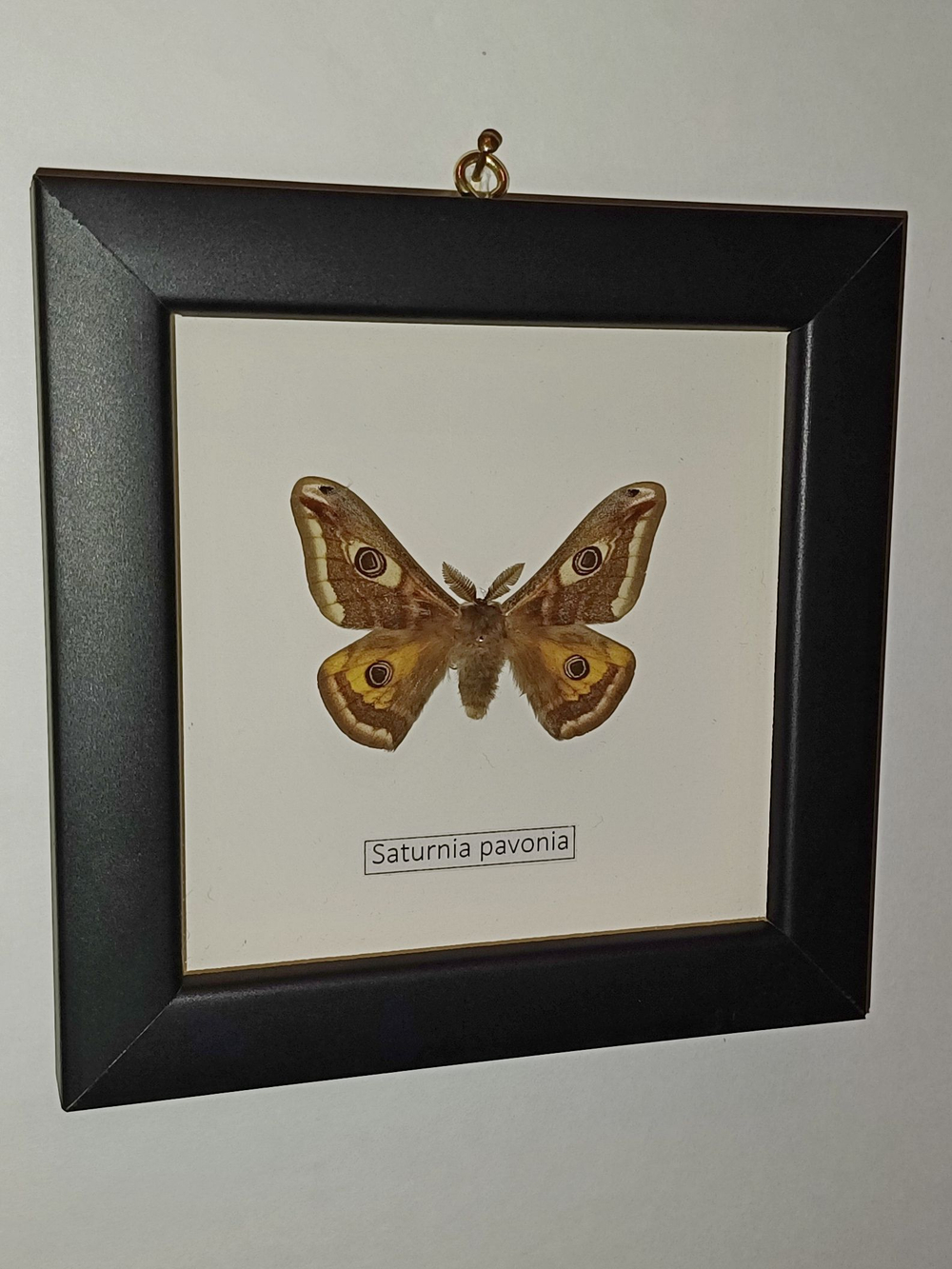 Сатурния Павония в рамке