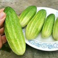 Огурцы Старые Немецкие