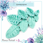 Цинерария