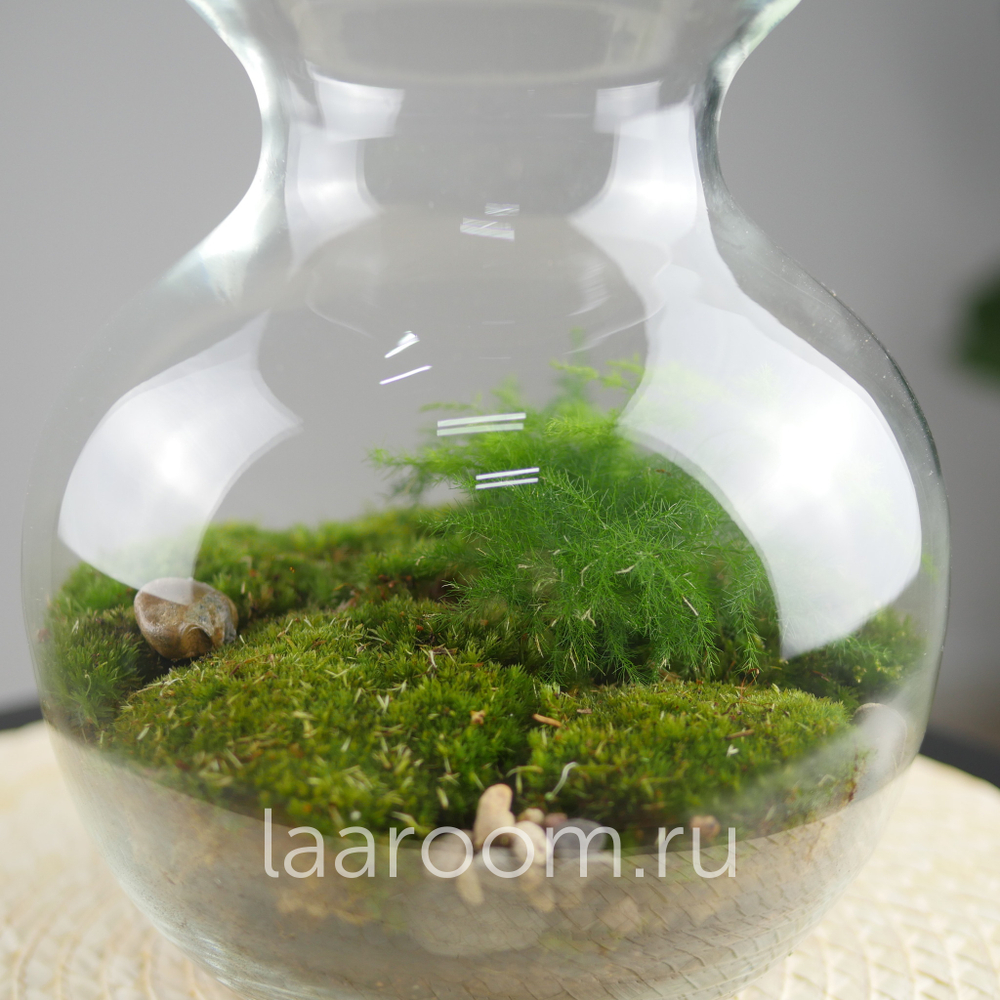 Флорариум эко-система Bubble Аспарагус