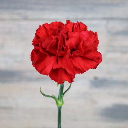 Гвоздика красная