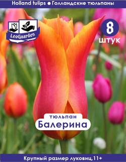 Тюльпан Луковица, Балерина 8 шт, разбор 11+