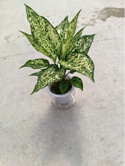 Аглаонема Jadeite д.11 горшок с автополивом