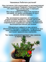 Седум очиток скальный Голубая ель многолетник