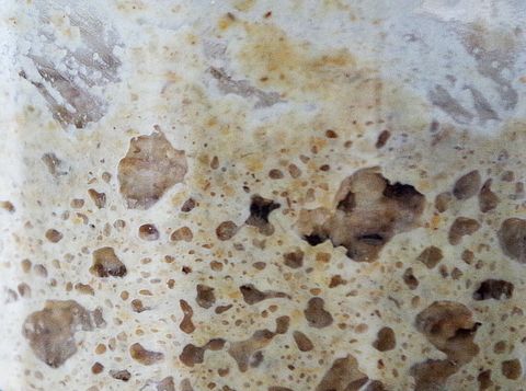 Кто живет внутри закваски