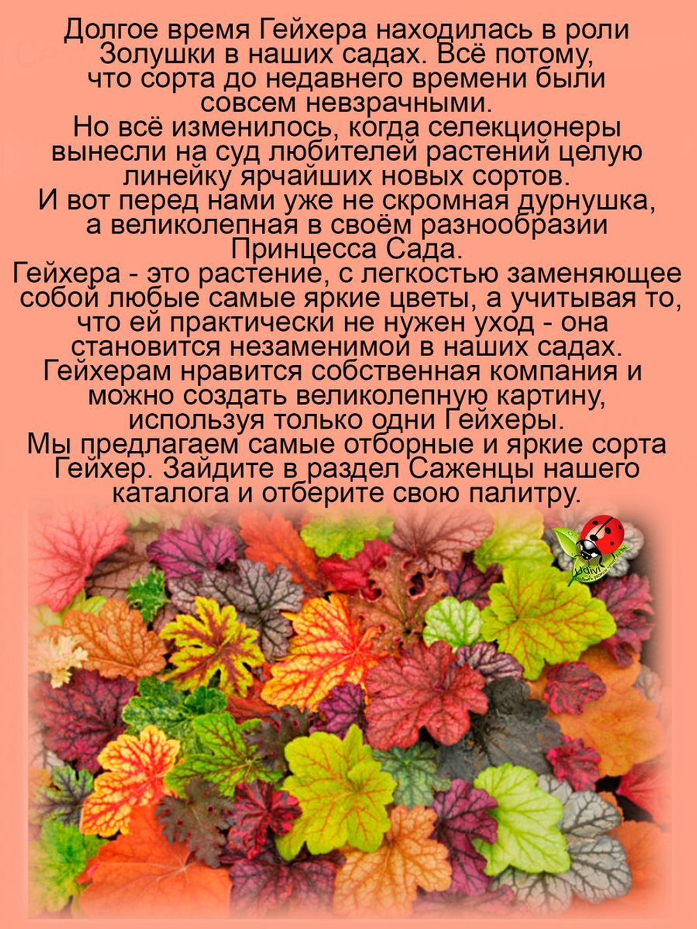 Гейхера Паприка красно-вишнёвая