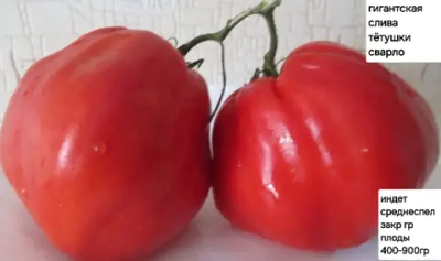 СЛИВА ТЕТУШКИ СВАРЛО