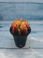 Gymnocalycium Variegata (Гимнокалициум Вариегатный)