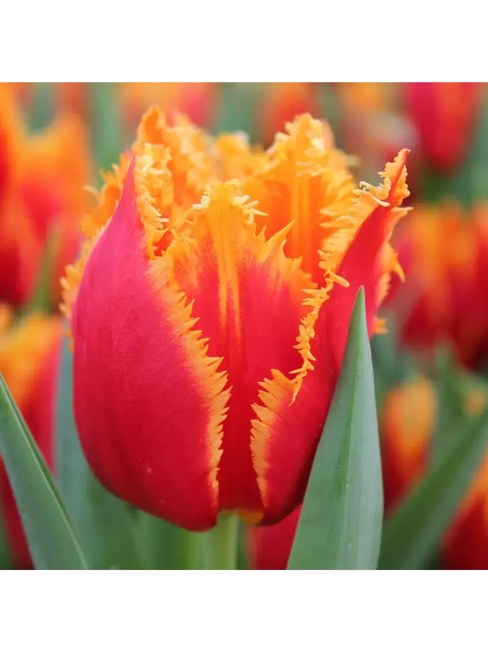 Луковицы тюльпанов сорт Davenport бахромчатый,(4штуки)