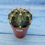 Gymnocalycium Friedrichii (Гимнокалициум)