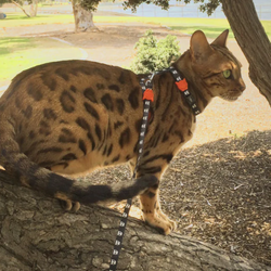 Шлейка+поводок SKULL 2.0 Zee.Cat