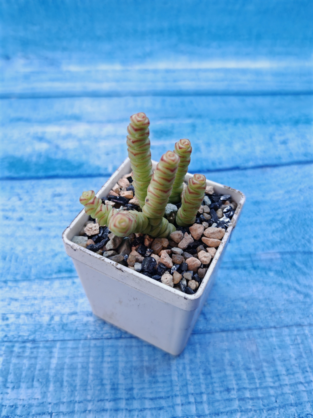 Crassula Marnieriana mini (Крассула)
