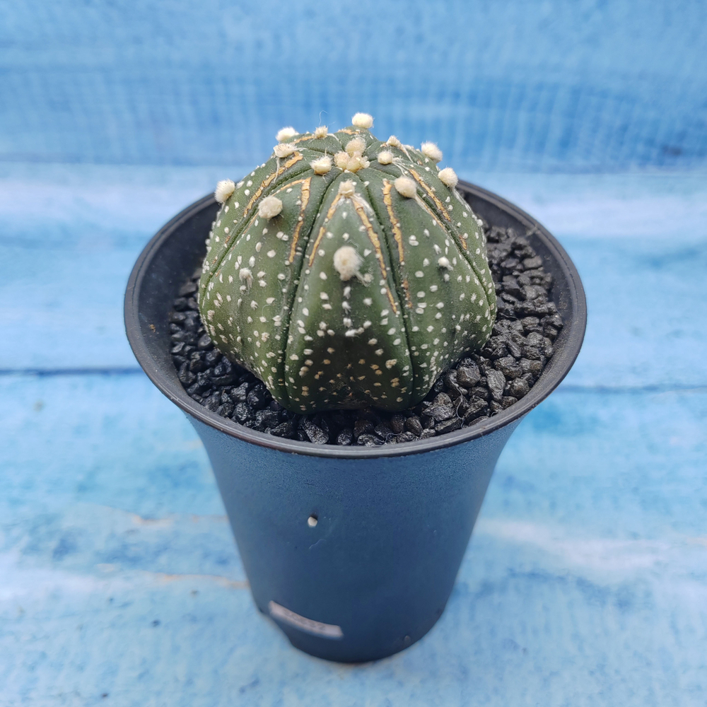 Astrophytum Asterias (Астрофитум)