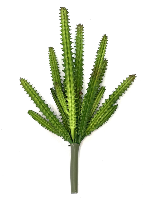 Суккулент 121