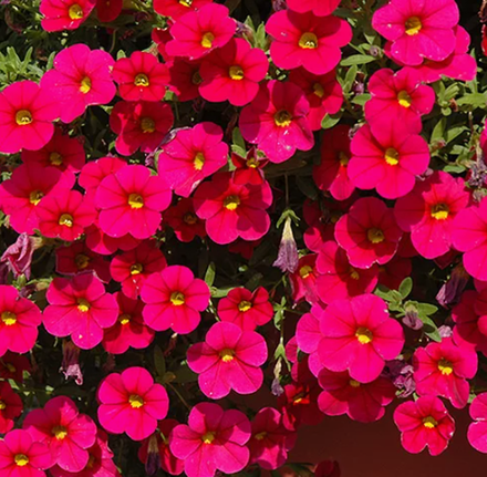 ЕВРО Калибрахоа Calipetite Red укореннный черенок ОКС февраль 26 Kohen