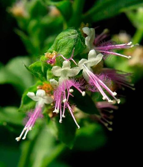 Ароматический диффузор Новая земля, Bago home