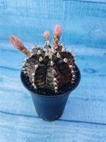 Gymnocalycium T-Rex Pink hybride (Гимнокалициум T-rex)