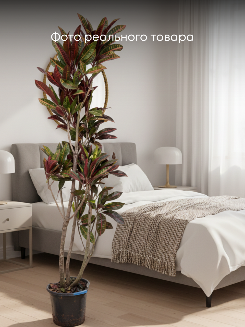 Кодиеум Codiaeum Petra д. 30