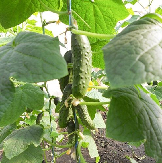 Аякс F1 семена огурца пчелоопыляемого (Nunhems / ALEXAGRO) культура – фото 3