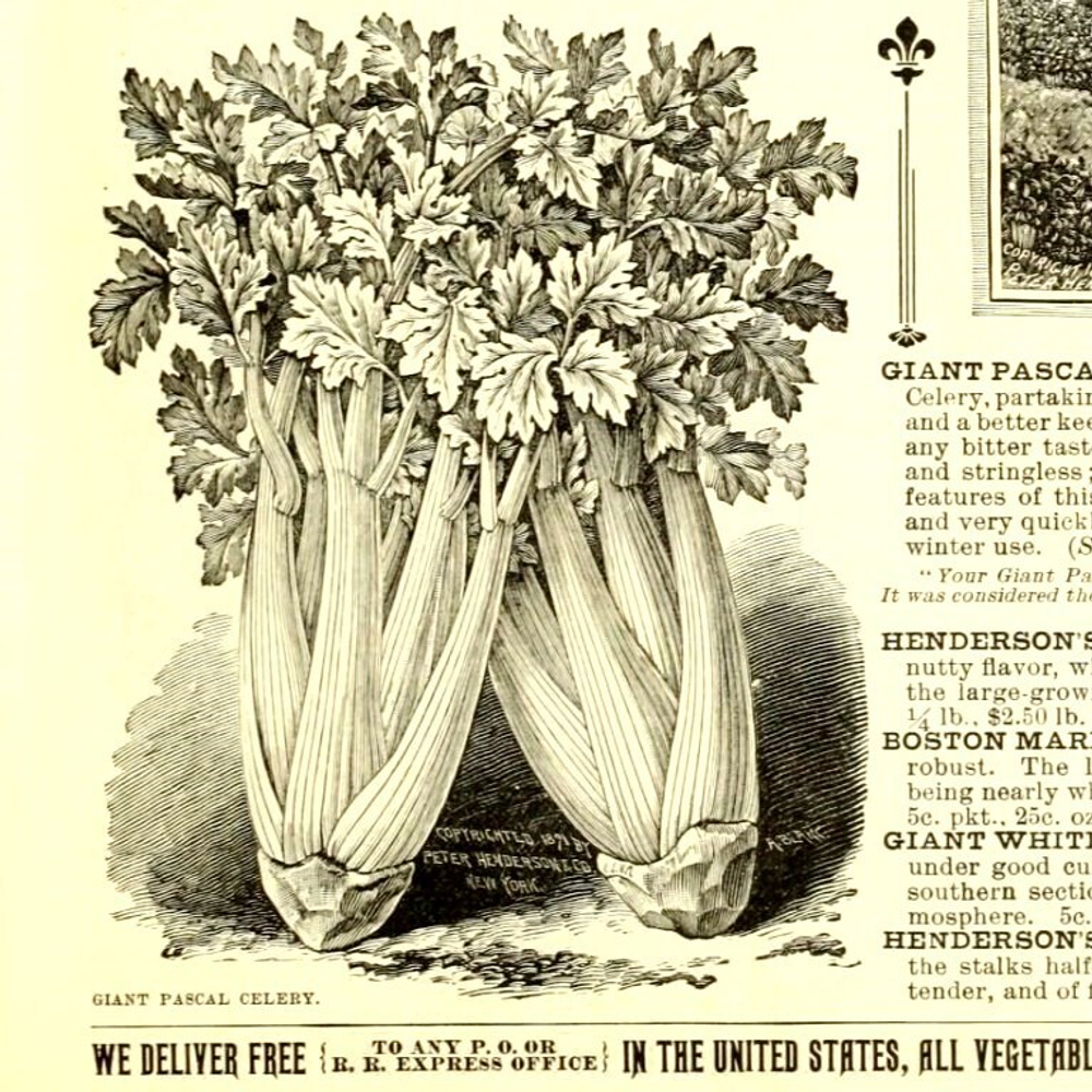 Гигант Паскаля Черешковый Сельдерей - Giant Pascal Celery