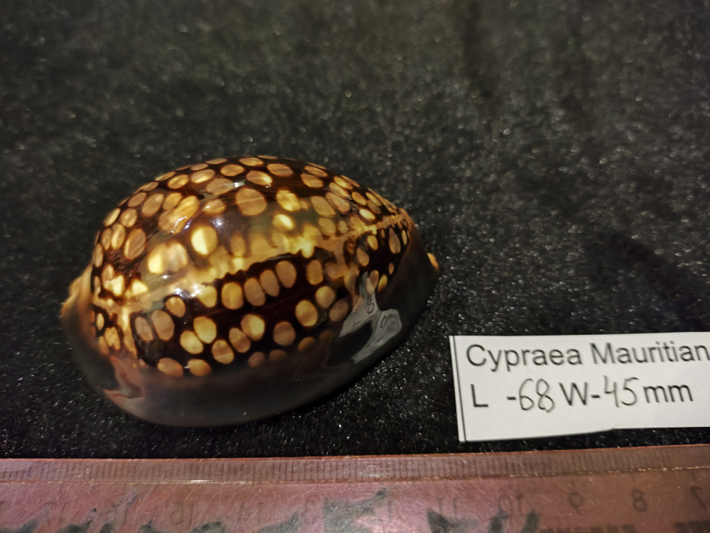 Ципрея Мавритания