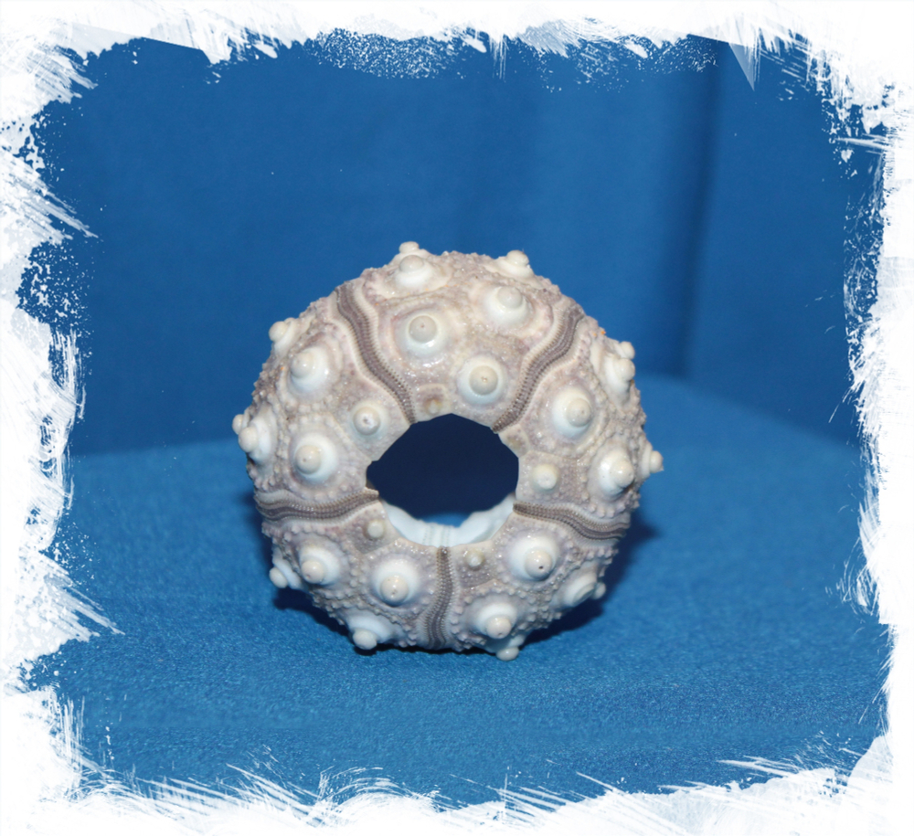 Панцирь ежа серый вид сбоку